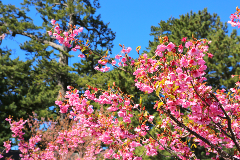 日本一早咲きの桜「土肥桜」で、ひと足早く春の訪れを感じよう♪