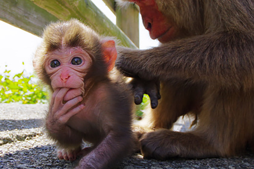 東日本最大級！野生の猿が生息する秘境の「波勝崎モンキーベイ」へ