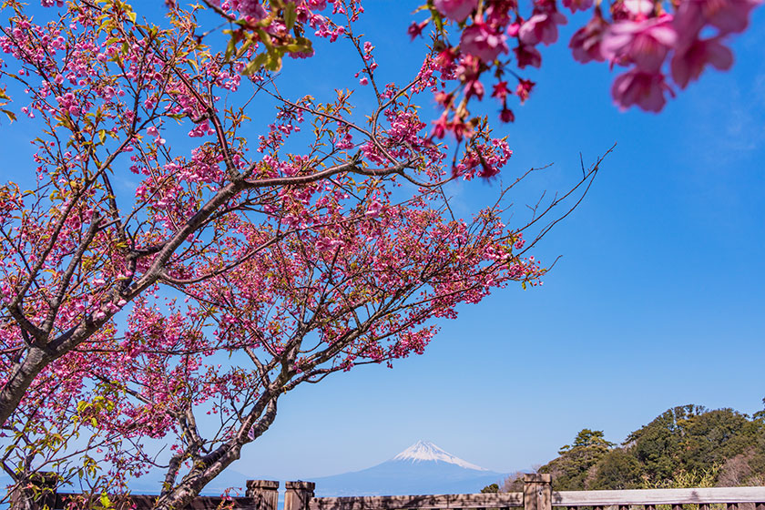 西伊豆・恋人岬の土肥桜と富士