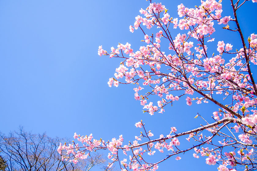 桜がきれいです